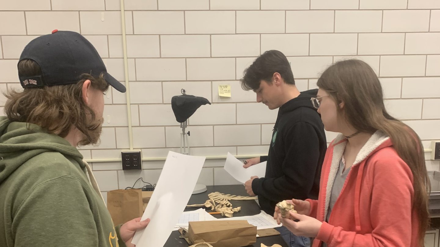 Forensic Anthropology Analysis