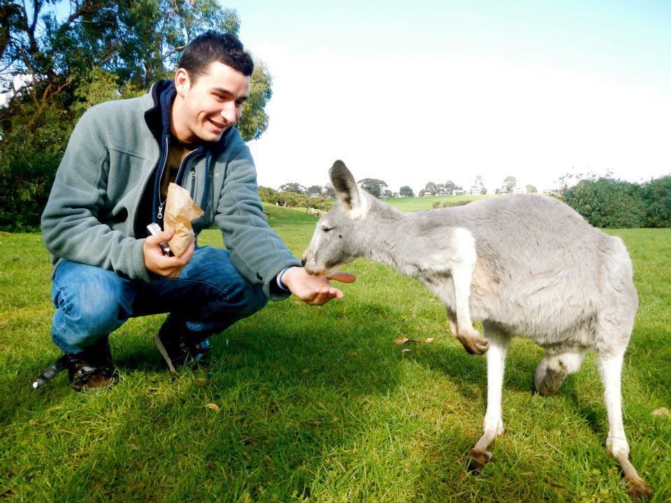 A study abroad student feeding a kangaroo in Australia