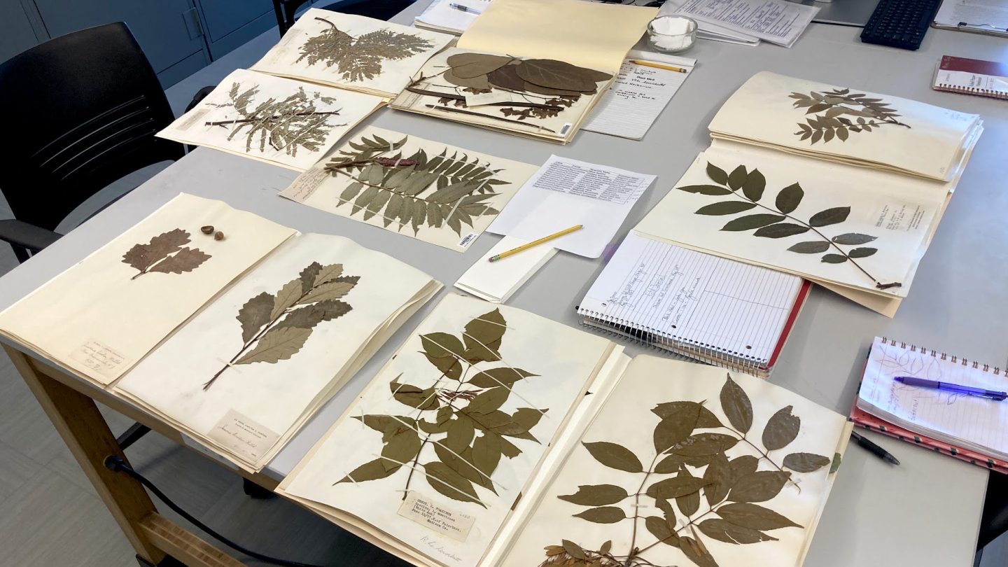A variety of dried plant specimens in books on a table
