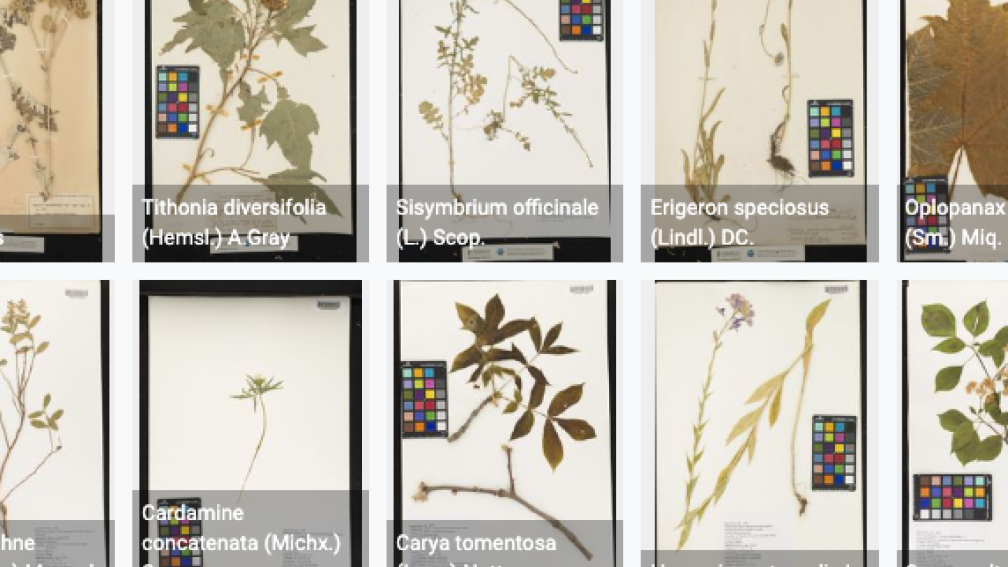 a variety of dried plant specimens