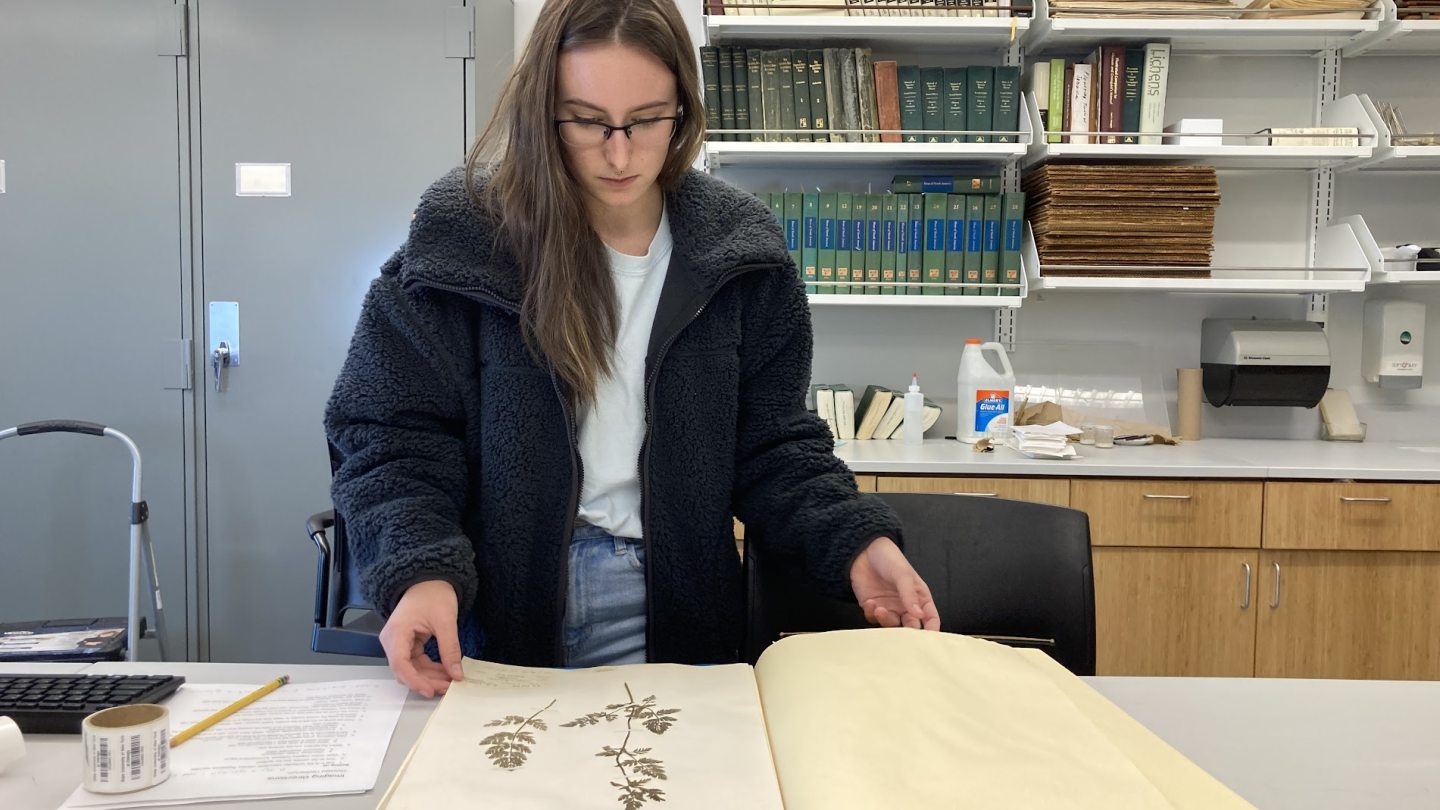 A student looking through a book of dried plant specimens