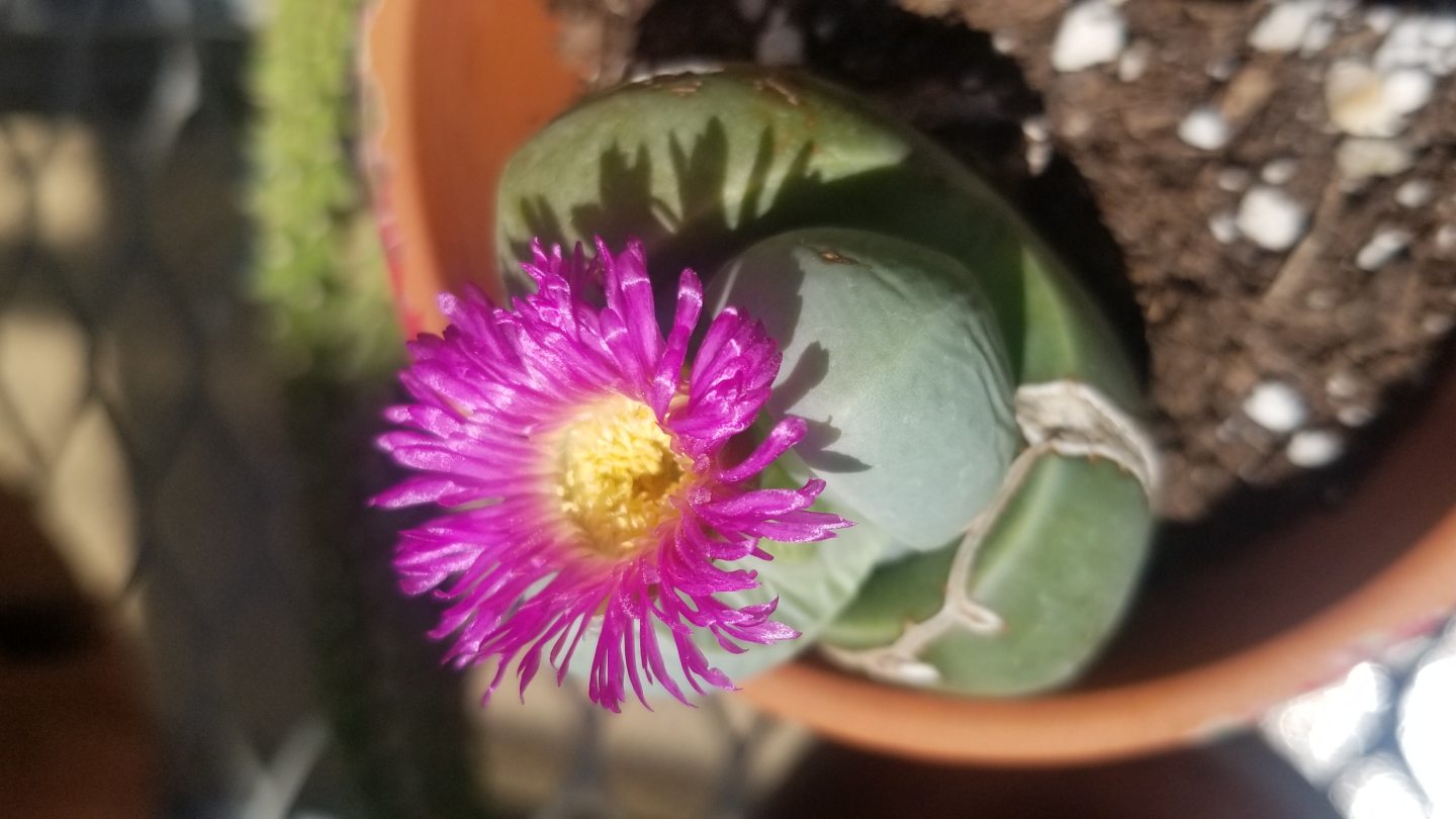a pink flower