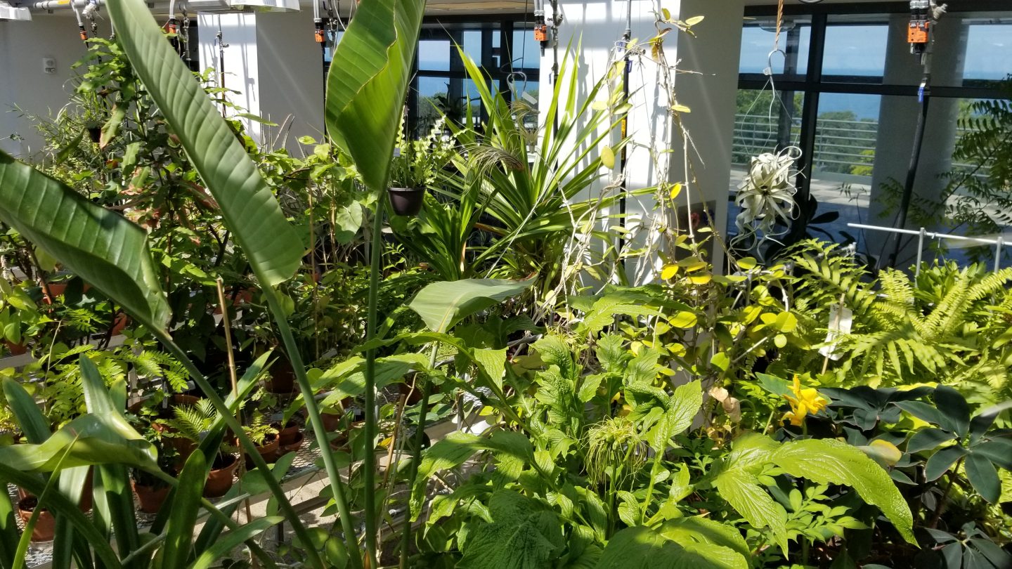 greenhouse plants