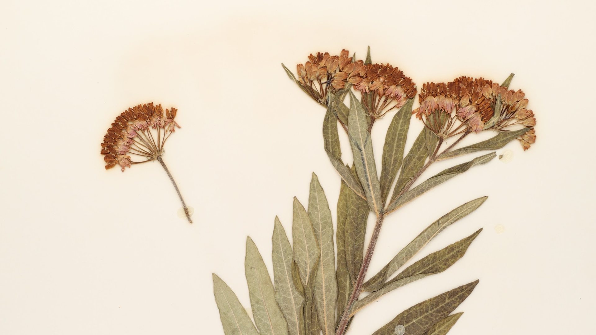 dried flowers and leaves
