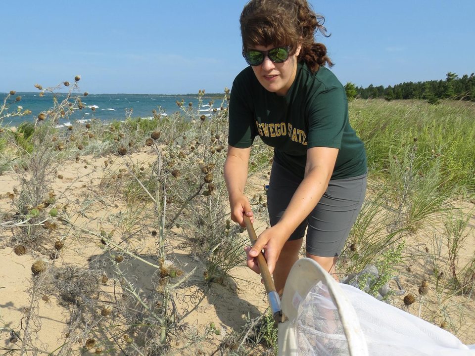 Stephanie Facchine using a net to collect samples near sand dunes by the shore