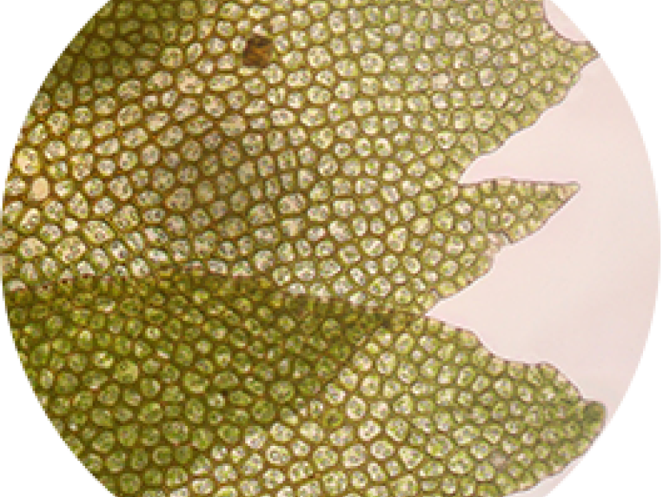 view under a microscope