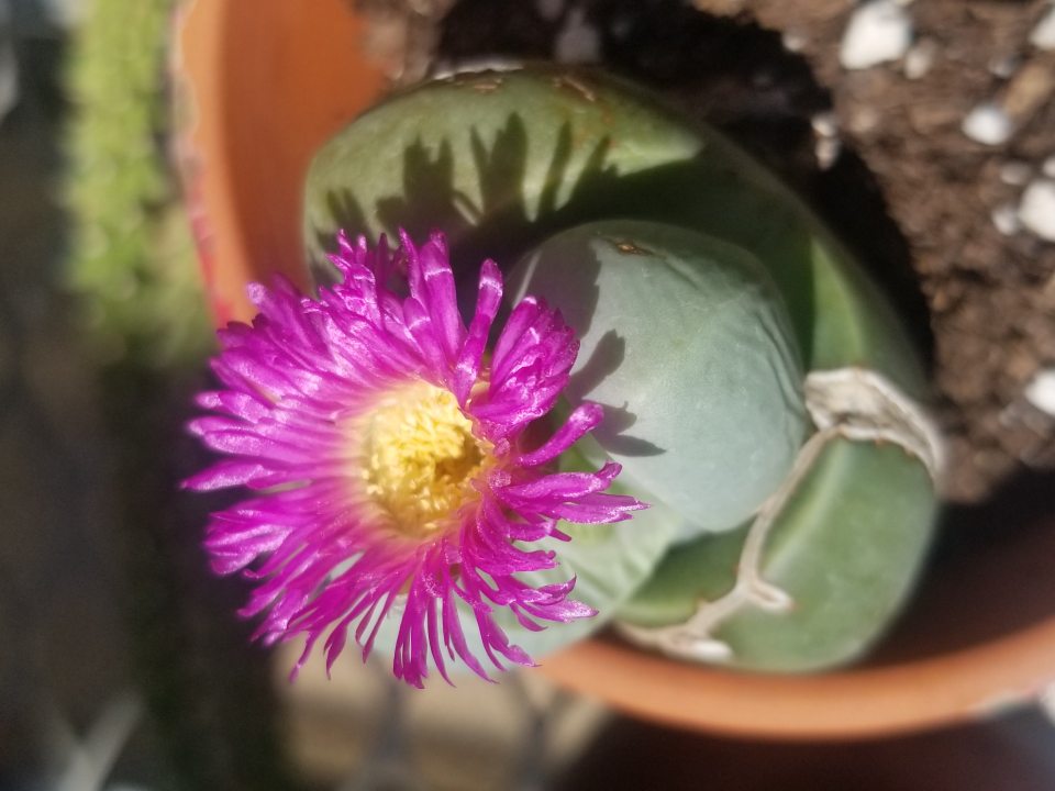 a pink flower