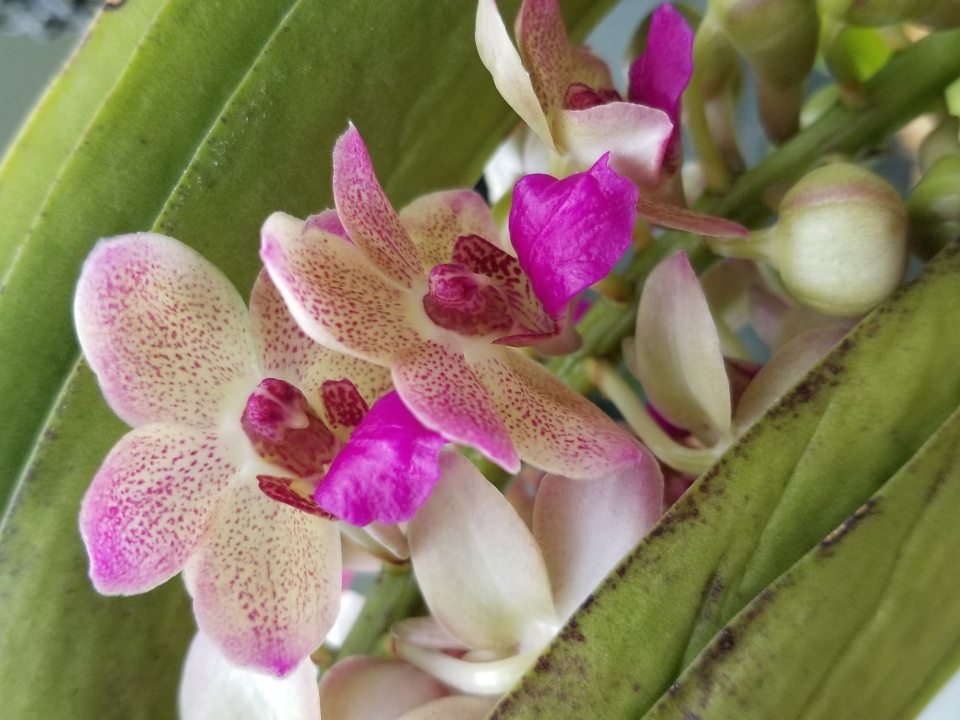 a pink and white flower
