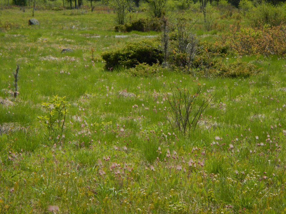alvar grass
