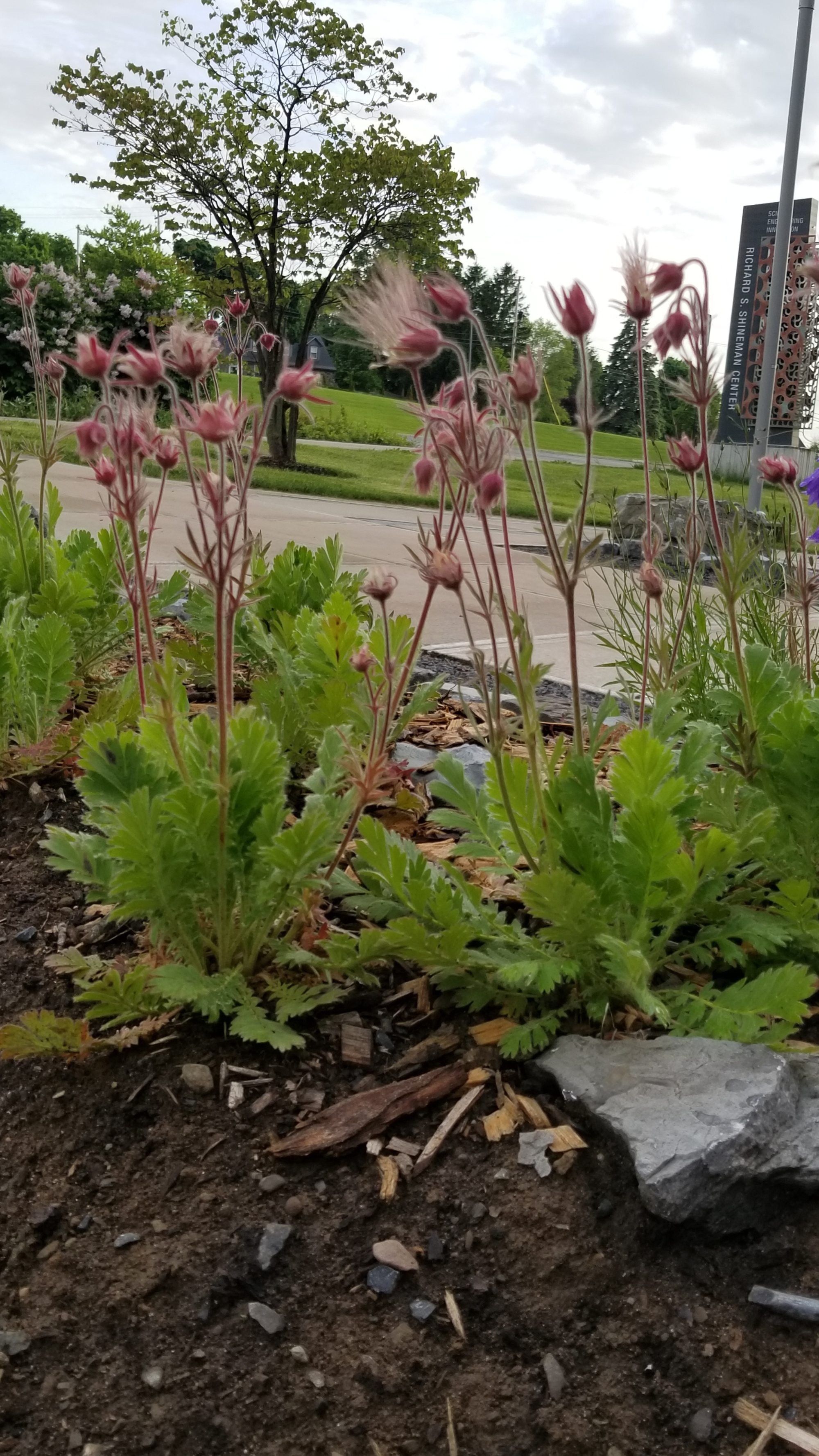 Prairie smoke