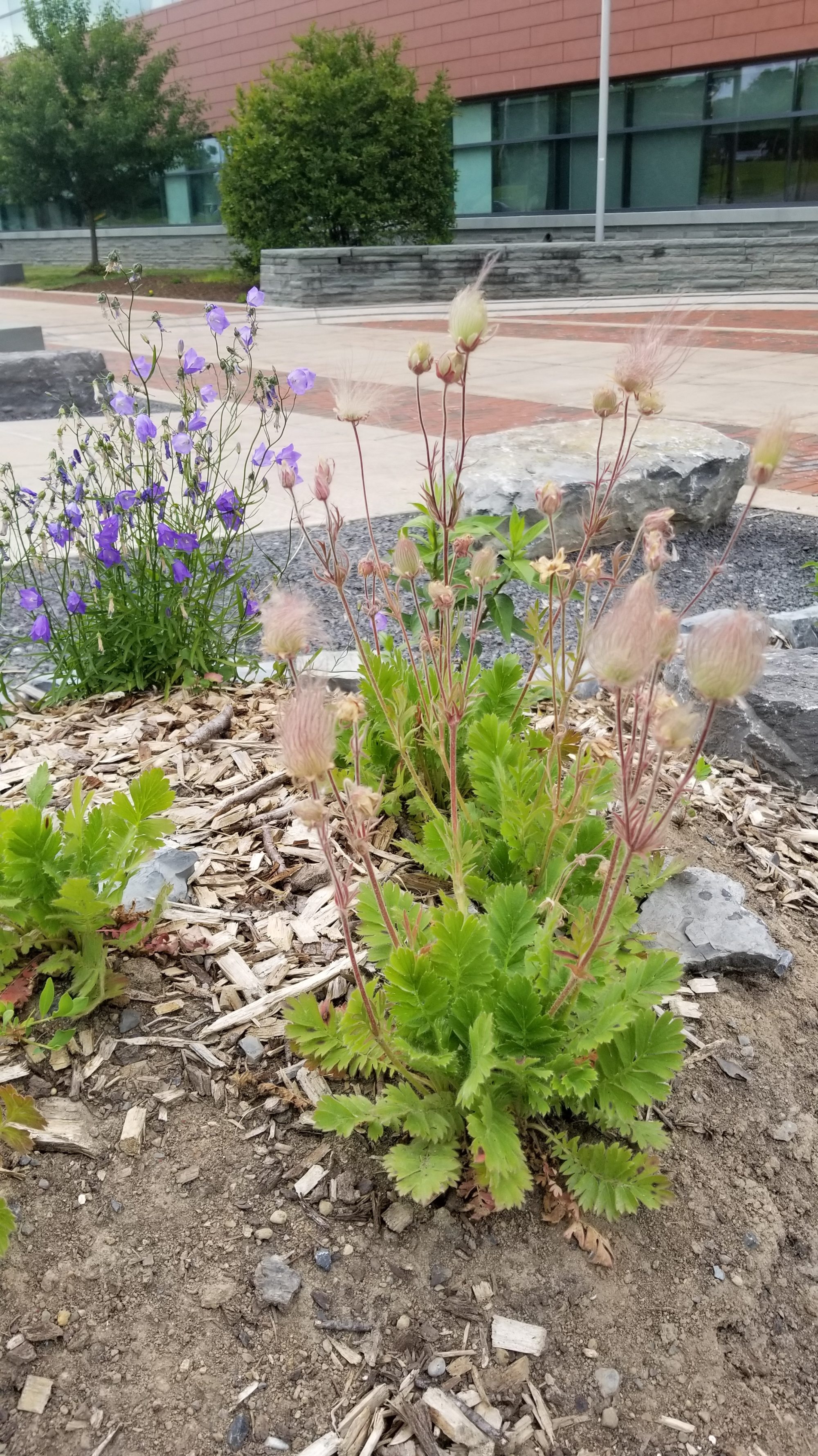 Campanula Geum