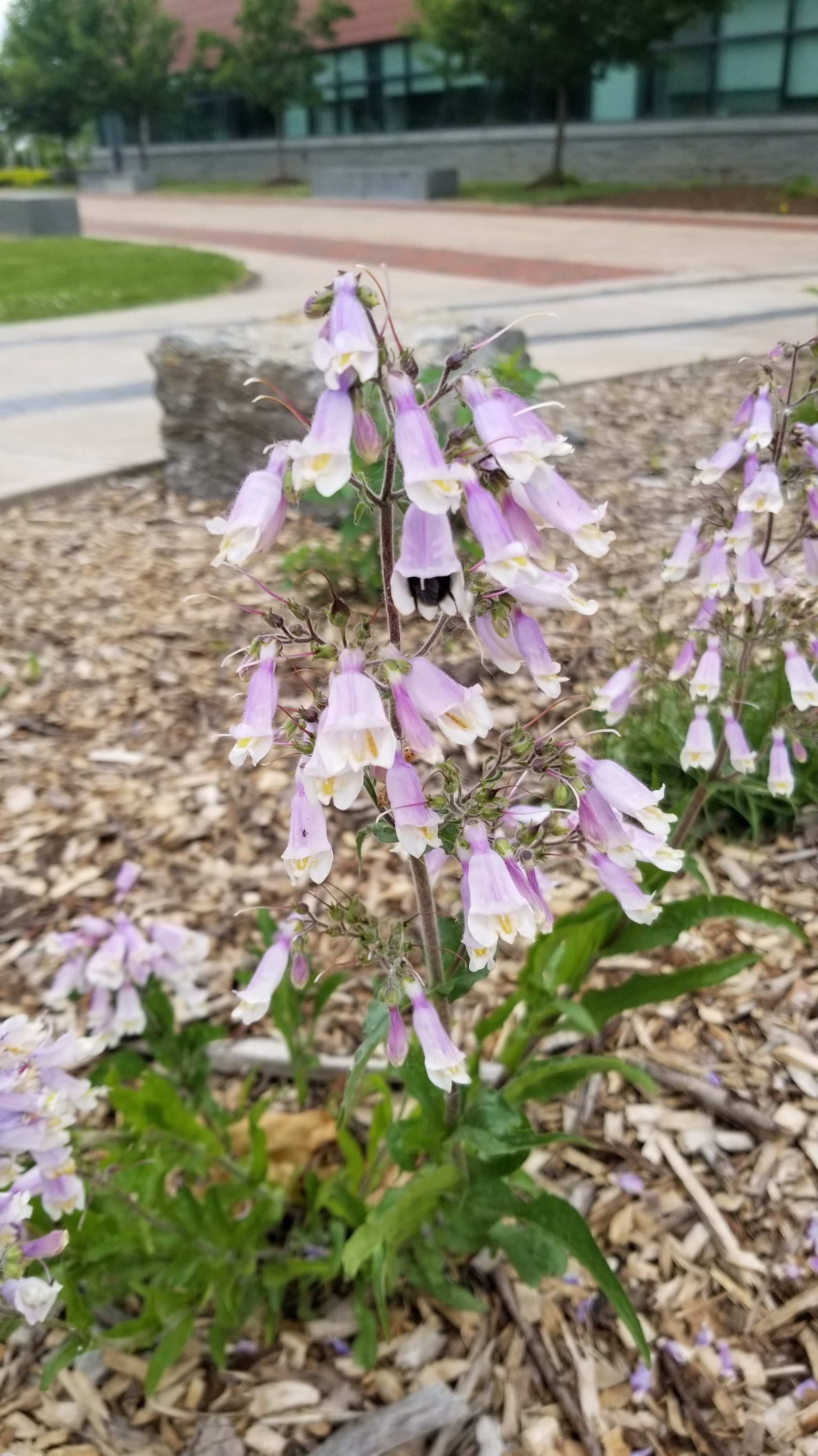 Penstemon bee