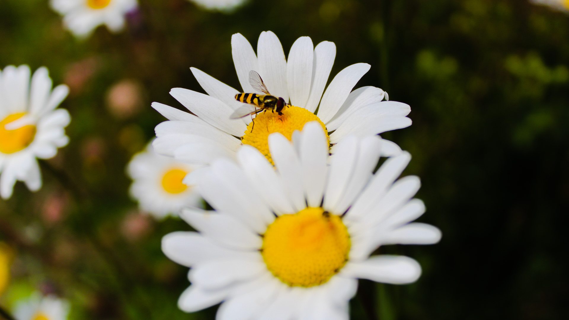 Bee on a daisy
