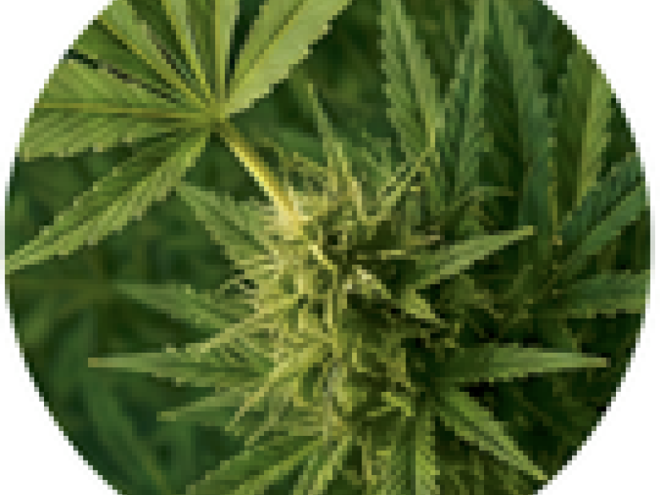 Cannabis plant with green serrated leaves representing the Cannabis Studies minor program.