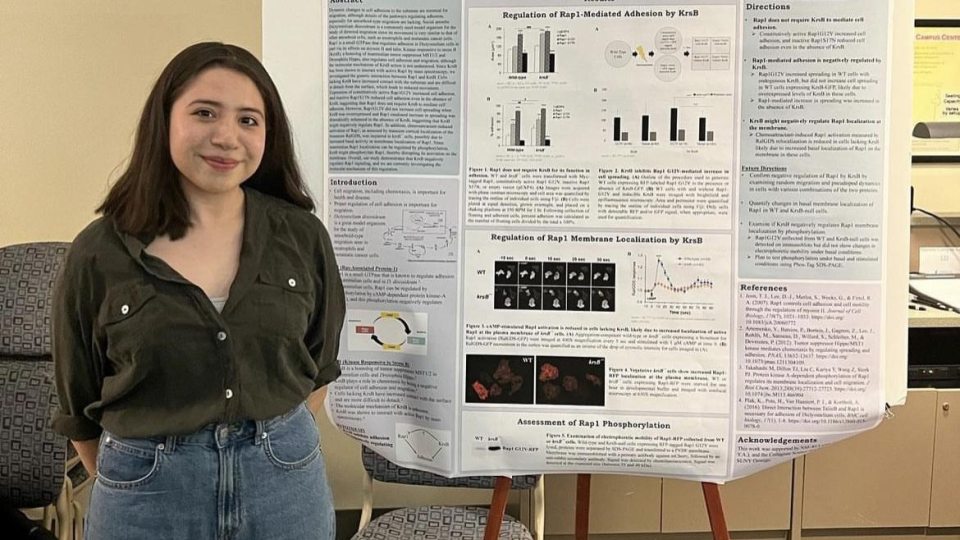 A student stands next to a large academic research poster titled “Kinase Responsive to Stress B Negatively Regulates Rap1 in Dictyostelium Discoideum” in a classroom setting.