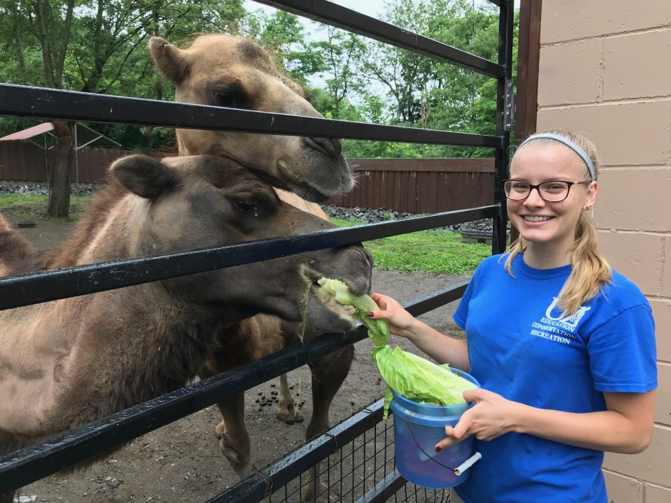 Catherine Lavinski feeding lettuce to a camel