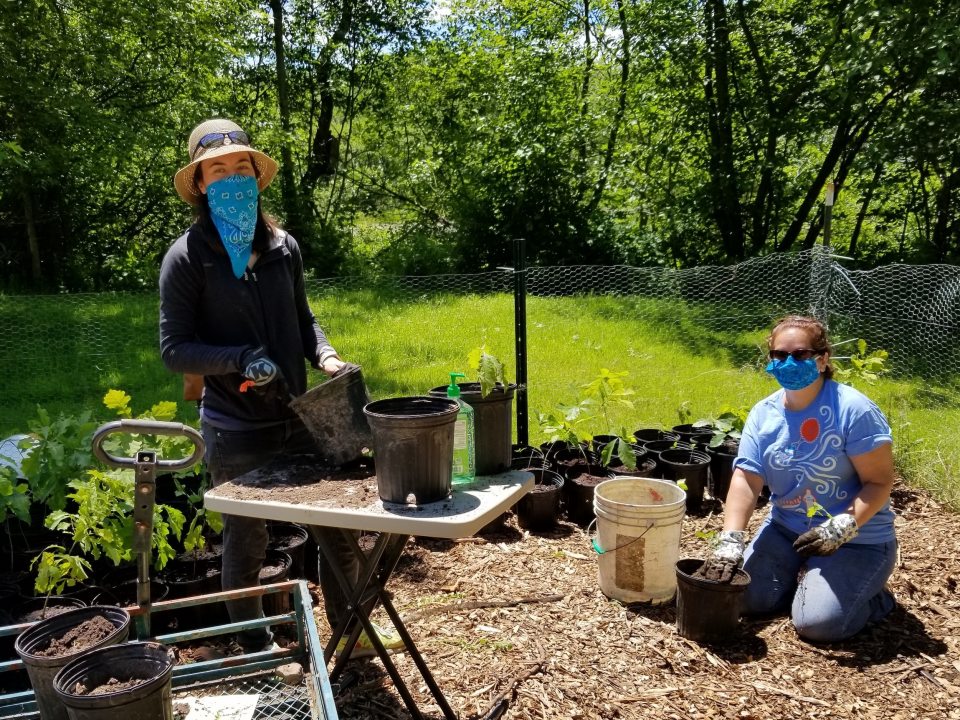 Kristen Haynes, Assistant Director of Rice Creek Field Station, works with a SUNY Oswego students to plant saplings.
