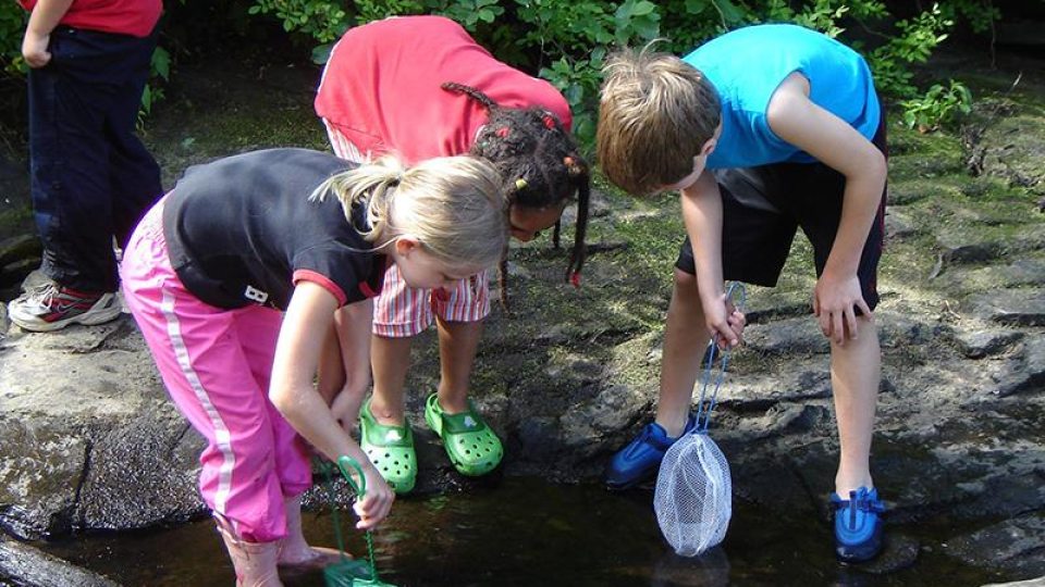 Three children with nets catching creatures from a puddle