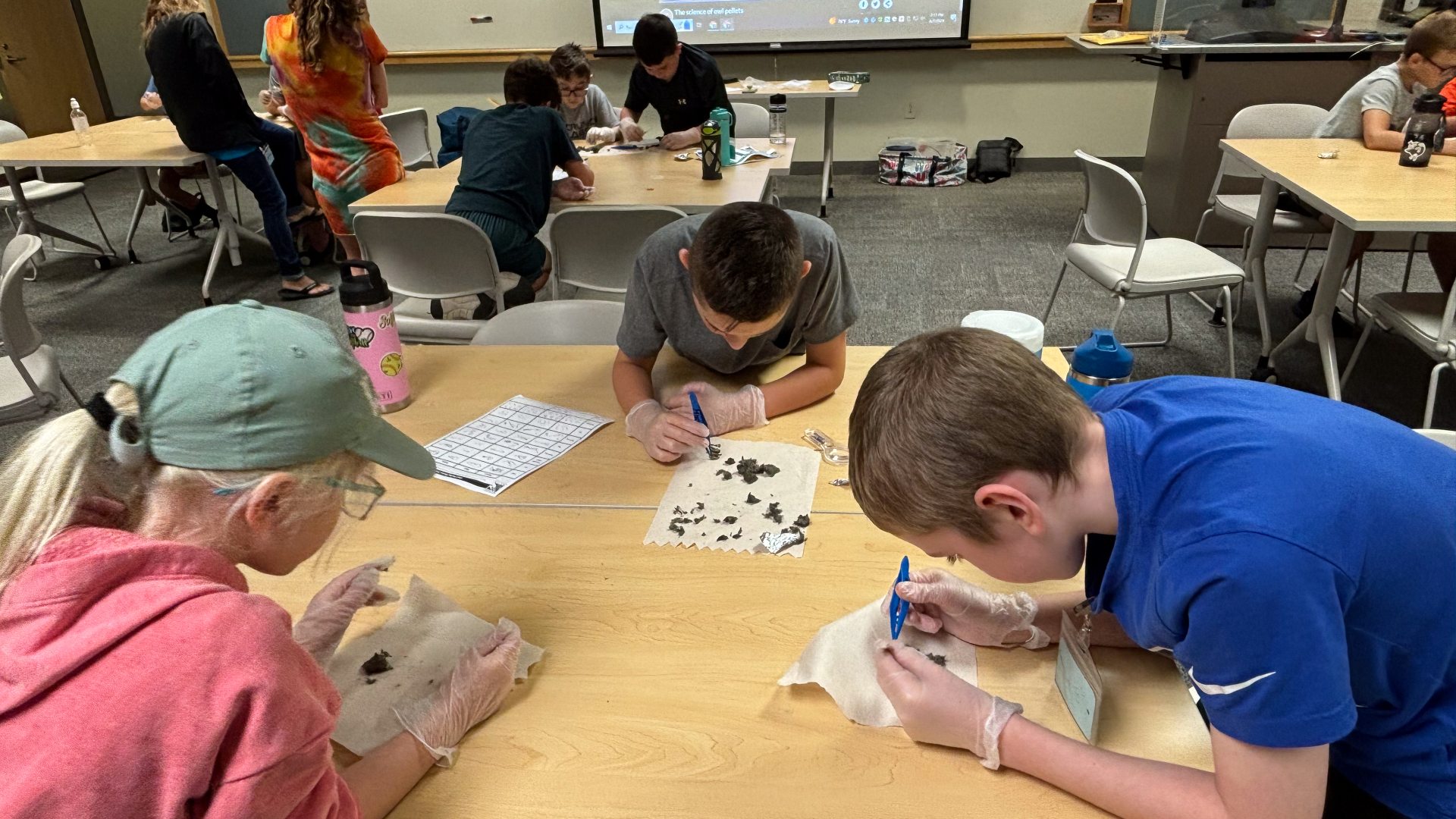 Group of Kids dissecting an Owl Pellet 