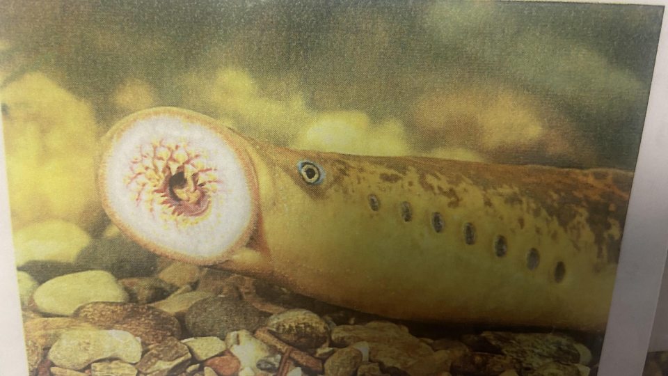 Sea Lamprey