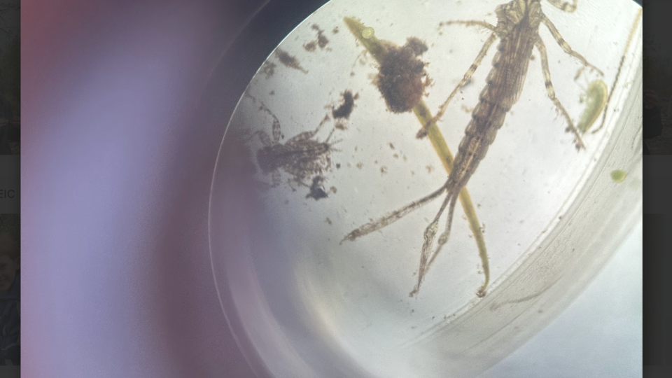 Macroinvertebrate aquatic insect nymph viewed through a microscope, showing its segmented body and legs among small plant debris.
