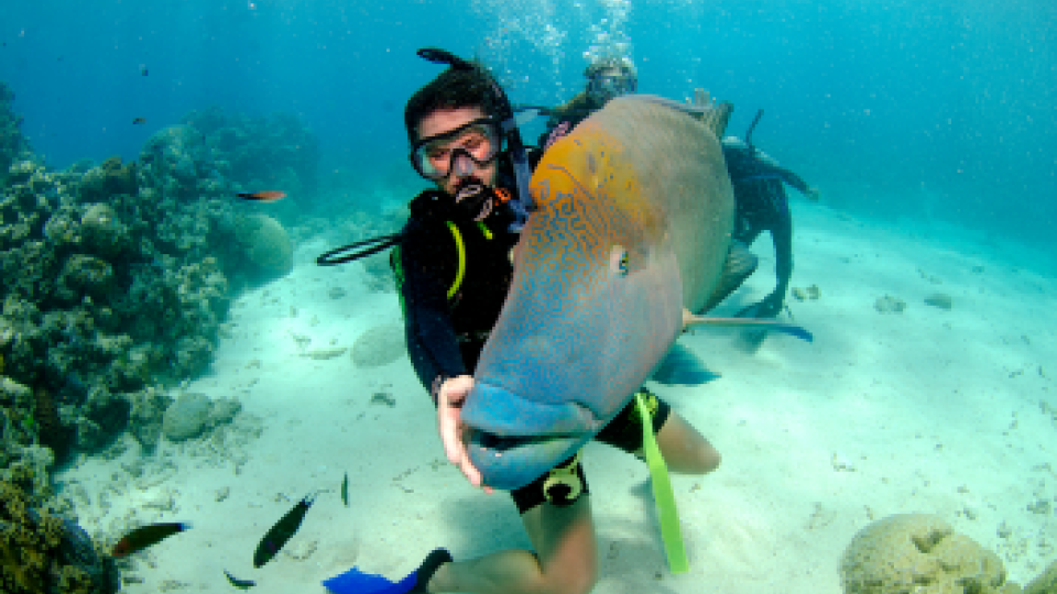 A scuba diver next to a large blue fish