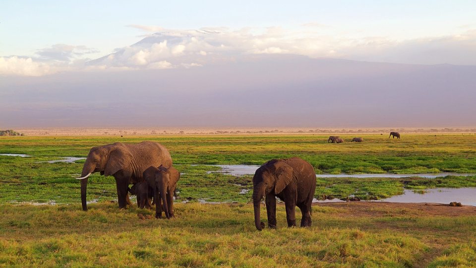 Elephants on the plain with mountains in the background