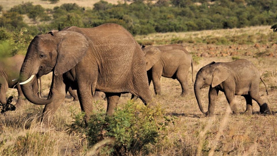 Adult and baby elephants walking through the brush.