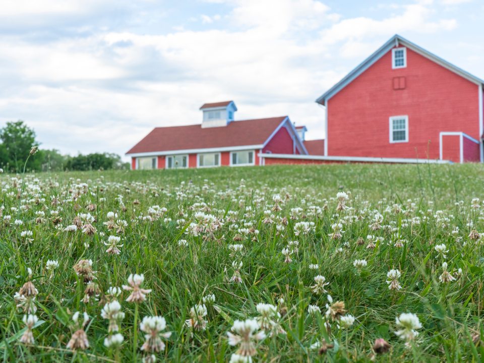 a field of clover with the Fallbrook lodge in the background