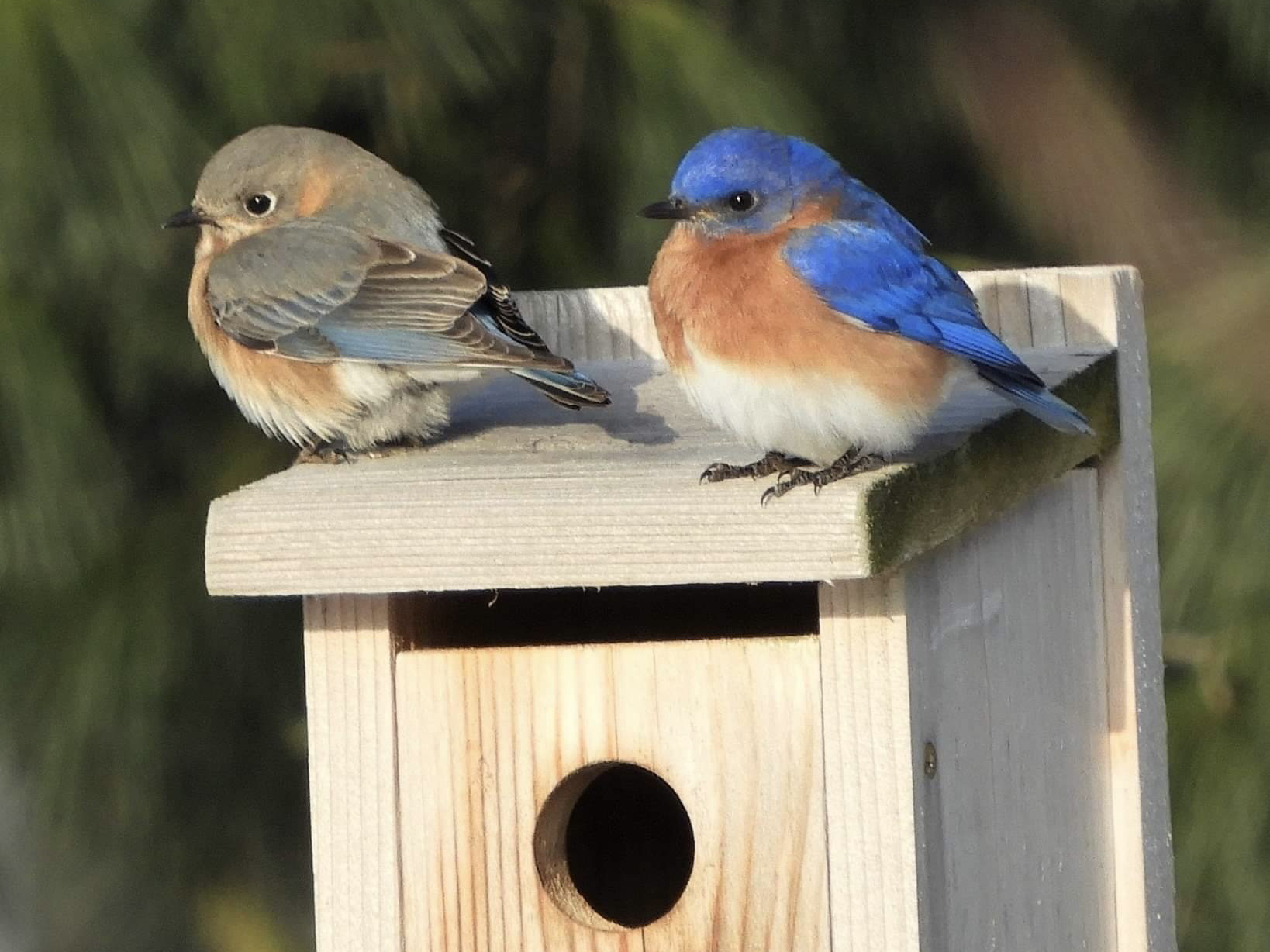 RCA Reflections explores 'Seven Simple Steps to Save Songbirds'