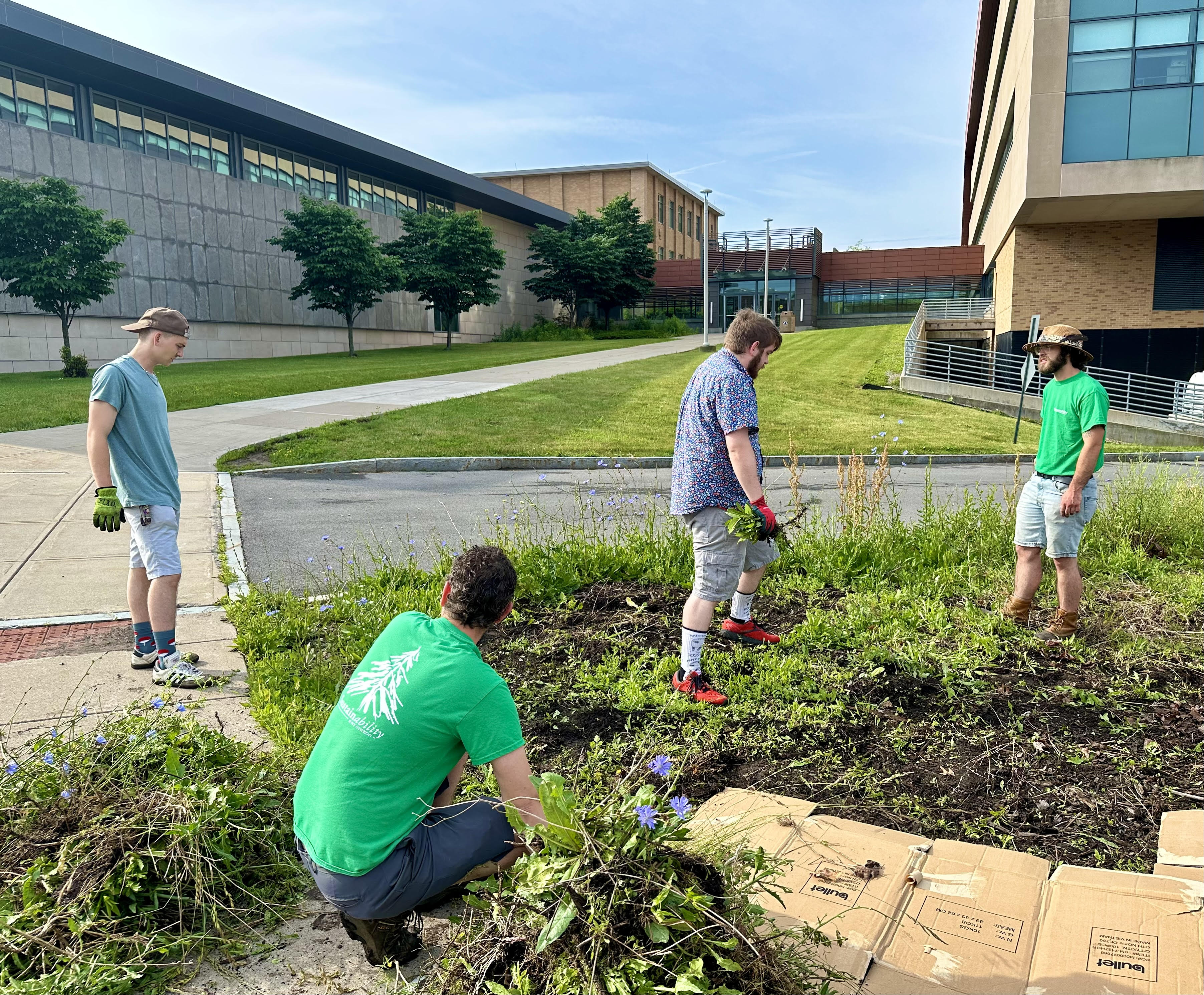 A number of initiatives and dedication to continuous improvement recently earned SUNY Oswego the prestigious Gold STARS (Sustainability, Tracking, Assessment and Rating System) status from AASHE, the Association for the Advancement of Sustainability in Higher Education. Notable projects include the Permaculture Living Laboratory campus garden, here tended to, from left, by student Maxon Ali, Sustainability Director Kate Spector, student Dan Griffin and Sustainability Coordinator Jon Mills.