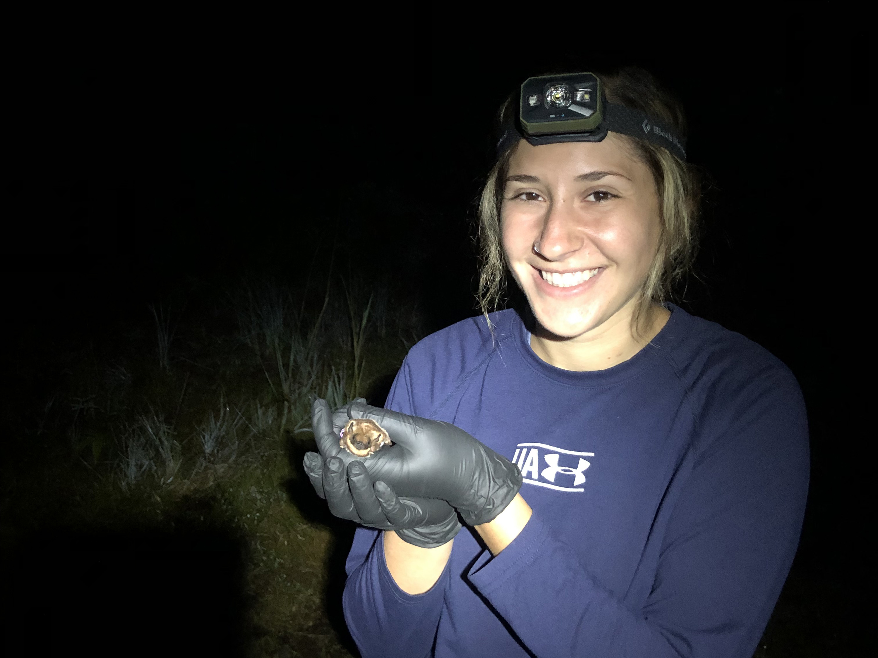 Species study -- SUNY Oswego 2018 zoology graduate Gabrielle Solomon, shown here working on a current conservation project in Hawaii, was first author for a published research study on a species of invasive fruit fly. Co-authors included biological sciences faculty member Peter Newell and current students Hiruni Dodangoda, Rita Ntim-Gyakari and Tylea McCarthy-Walker.