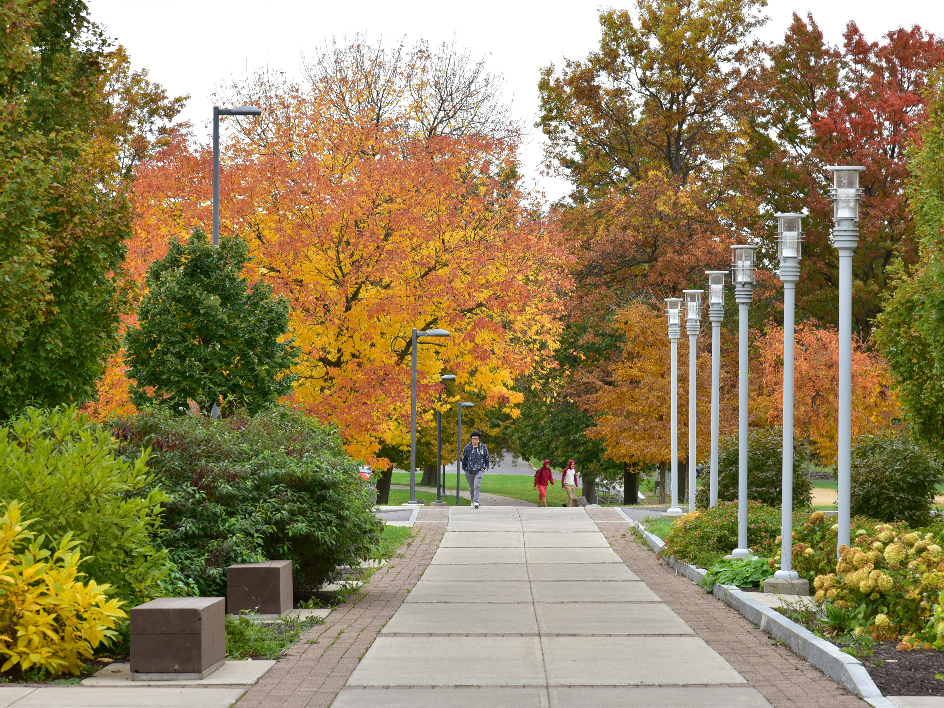 From shelter from the summer sun to the splendor of autumn leaves to supporting animals and an ecosystem, SUNY Oswego's trees are a signature part of campus. A new Tree Hall of Fame seeks nominations in recognizing the role and stories of these campus features.