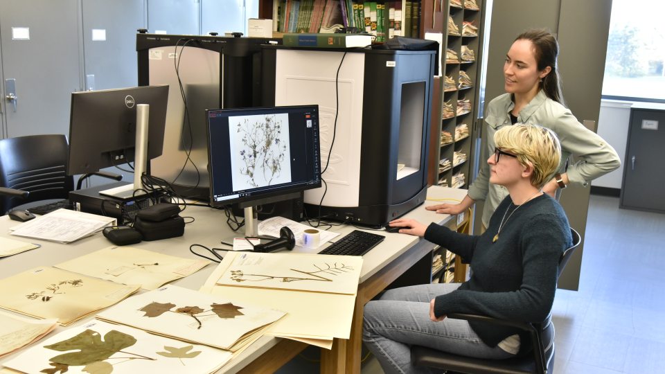 The SUNY Oswego herbarium is providing hands-on opportunities for student researchers helping preserve and provide access to a vast collection