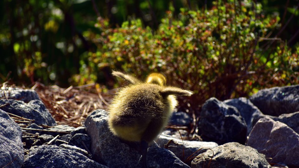 Bailey Maier photo of a baby bird from exhibition in Penfield Library
