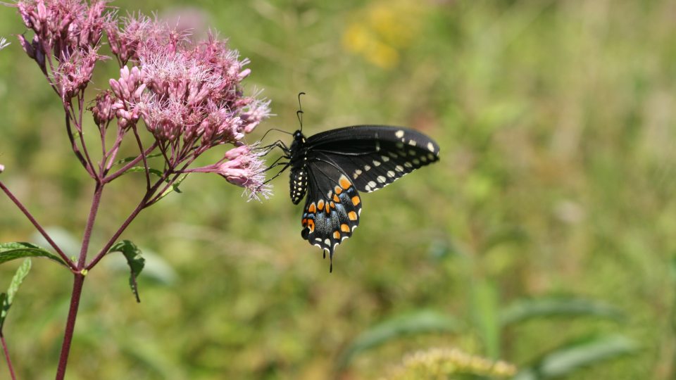 A black swallowtail butterfly perches on a purple flowering plant