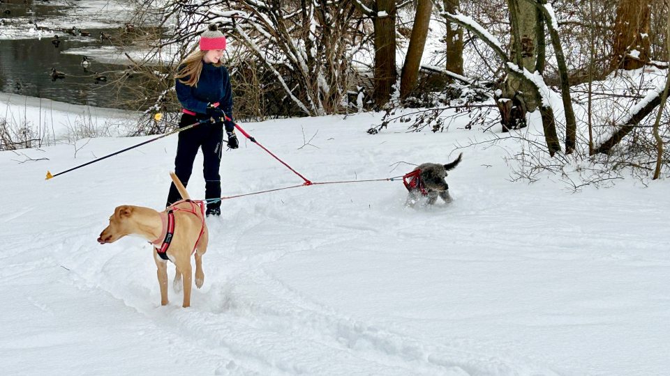 Among the many new and returning features of Rice Creek Field Station's "Celebrate Snow" festival is a demonstration of the sport of skijoring, shown here by Abby Chapman and her dog.