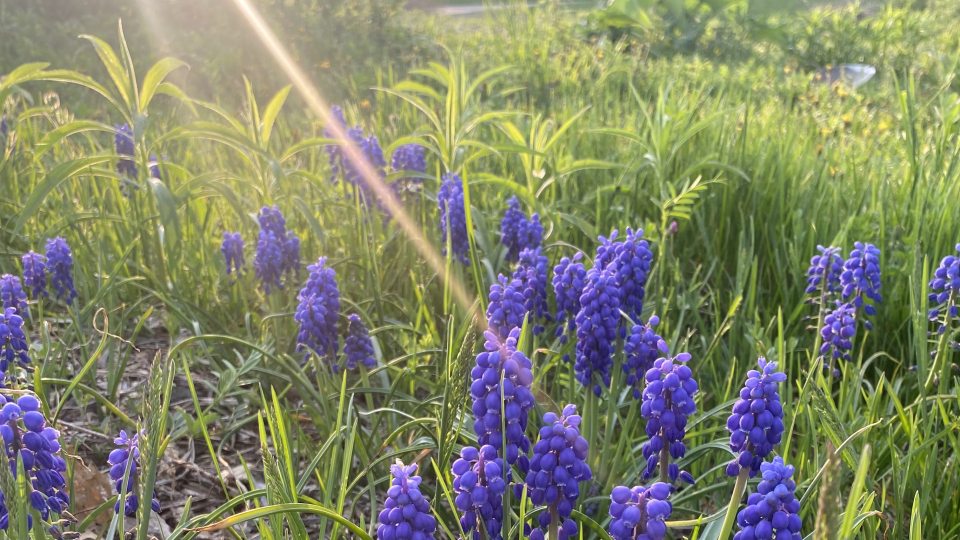 The sun shines in on an angle upon purple blooms and green grass