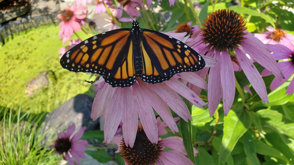 A monarch butterfly sits on a bright pink flower