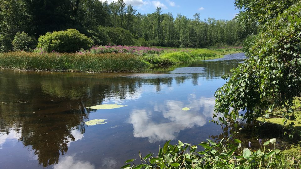A serene spring day overlooking a colorful piece of wetland at Rice Creek Field Station
