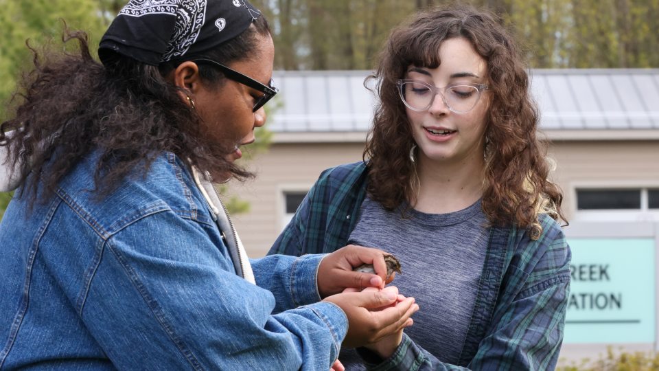 Attendees of the Feathered Friends Festival will have the opportunity to work with SUNY Oswego faculty and students to gently interact with birds