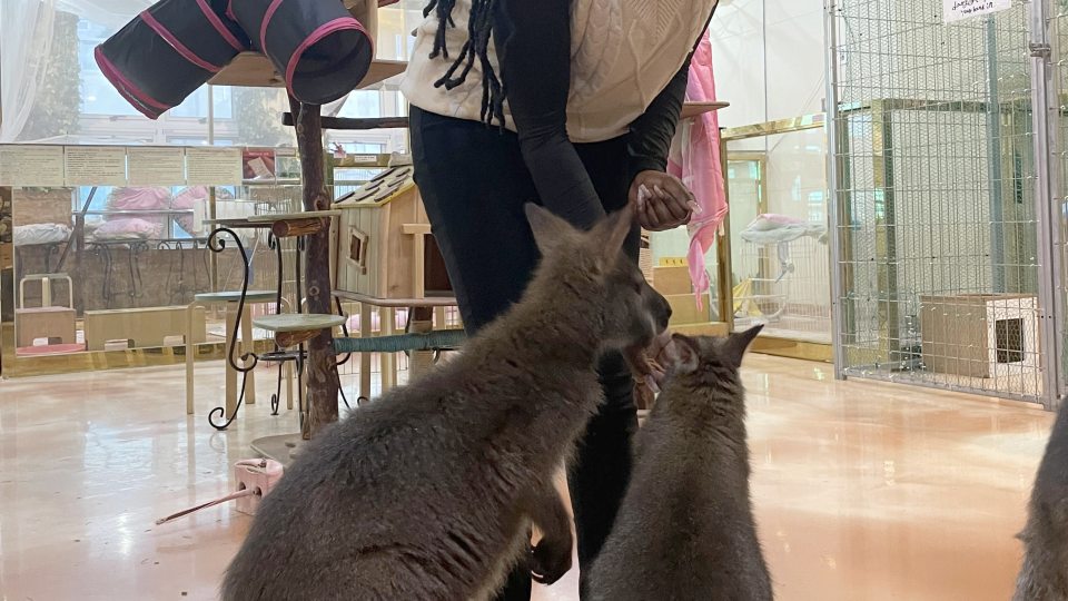 Oswego student Favoured-Joy Oghenekome experiences a meerkat cafe in Korea
