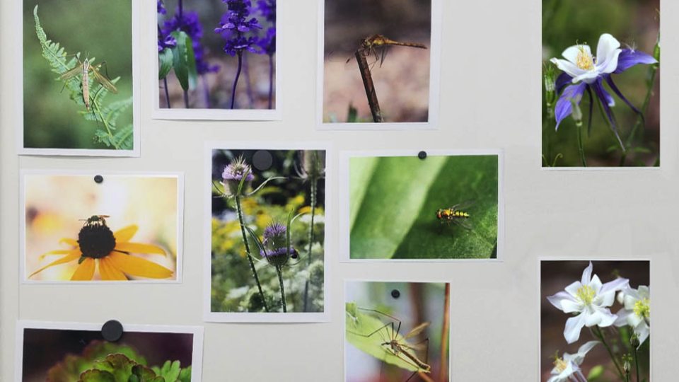 Flora and Fauna is a series of digital photographs of nature by Kelly Roe