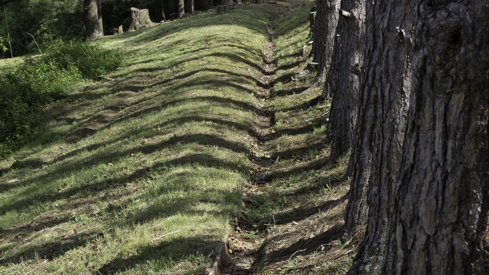 Jenilee Ward photograph of shadows of trees in a forest
