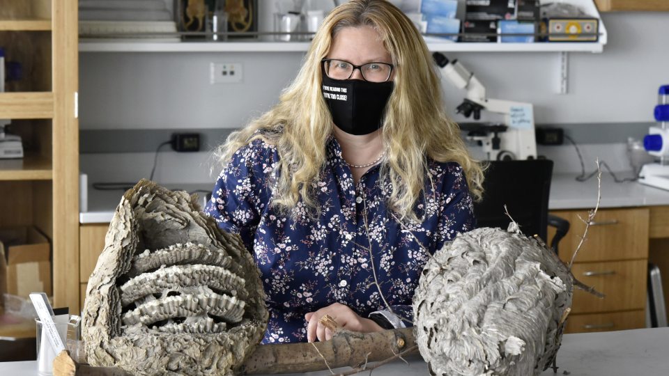 Biological sciences faculty member Karen Sime shows the inside of insect nests, one of her research areas