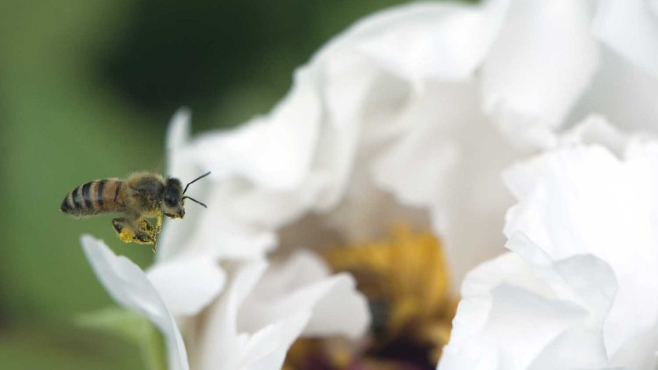 A bee approaches a flower