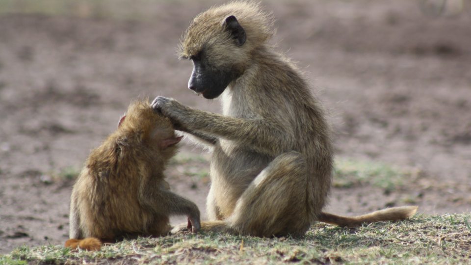 A pair of baboons in the wild grooming