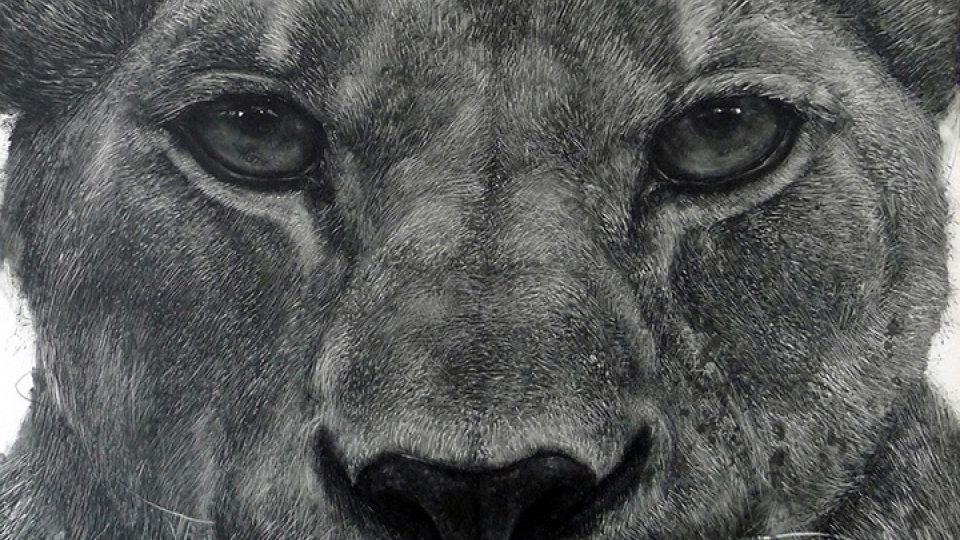 Artistic rendering of the face of a lioness