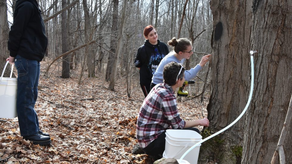 Students tap trees for maple sap during the annual Maple on Tap program