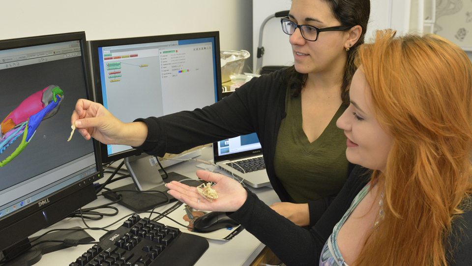 Jennifer Olori and Meghan Gillen observe computer model of animal skull